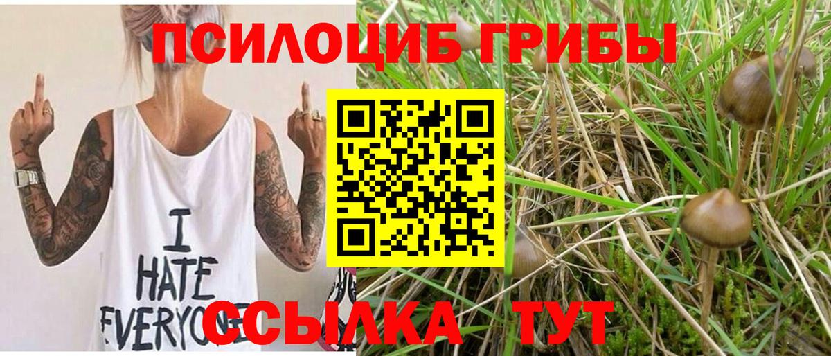 Элиста  Псилоцибиновые грибы мицелий  Вход с VPN  Галлюциногенные грибы Psilocybe 